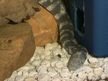 A. granulatus head white spot
